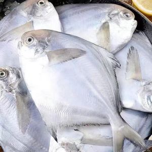 日照精选银鲳鱼（1Kg）