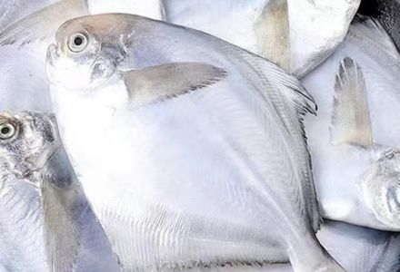 日照精选银鲳鱼（1Kg）