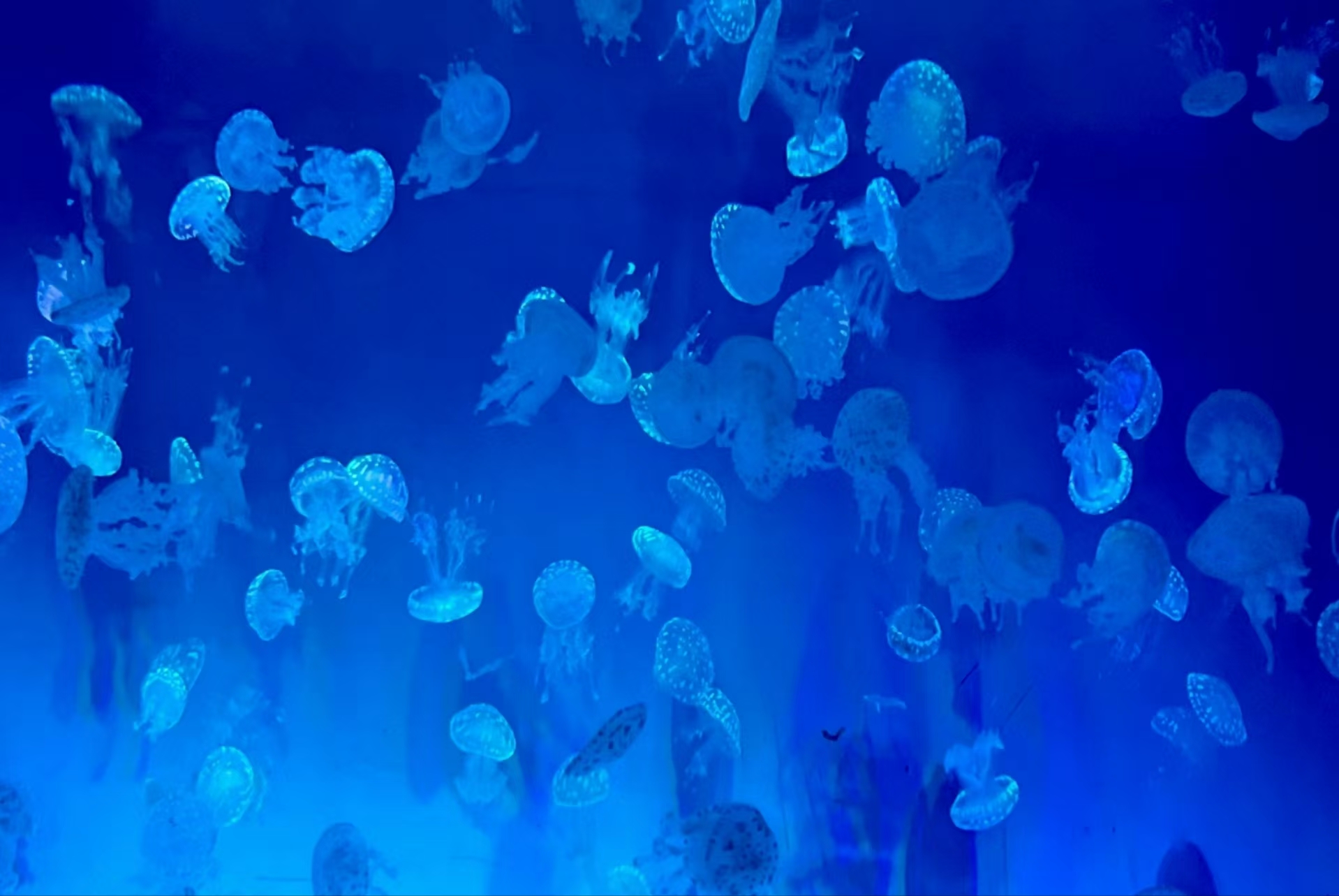 众悦-海底世界07