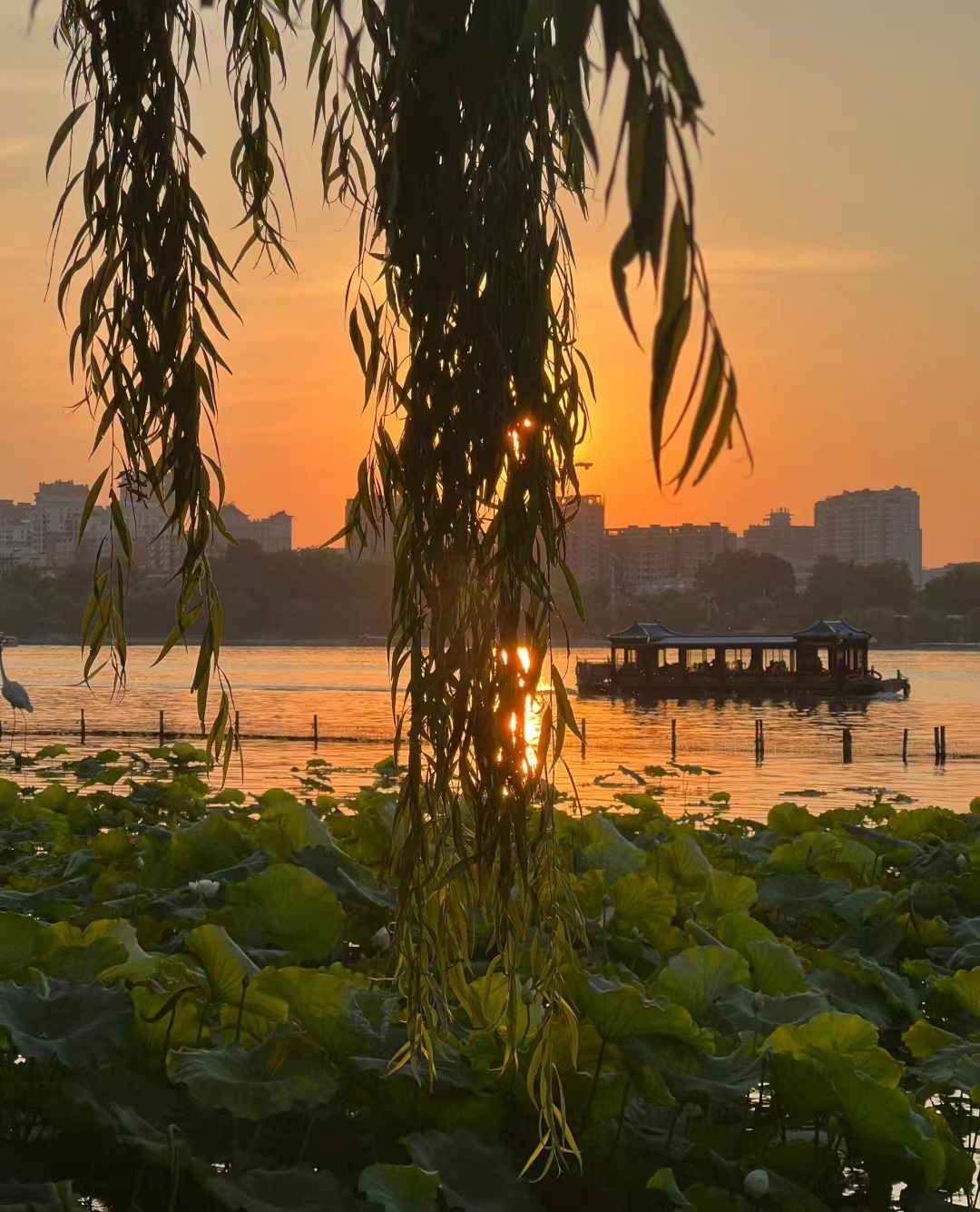 众悦-大明湖08