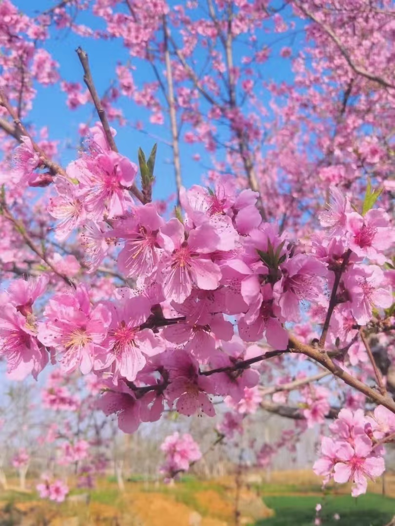 众悦-肥城桃花03