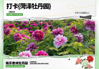 菏泽牡丹园等你玩：山东众悦旅游直通车与拼巴客运出行小程序的完美结合