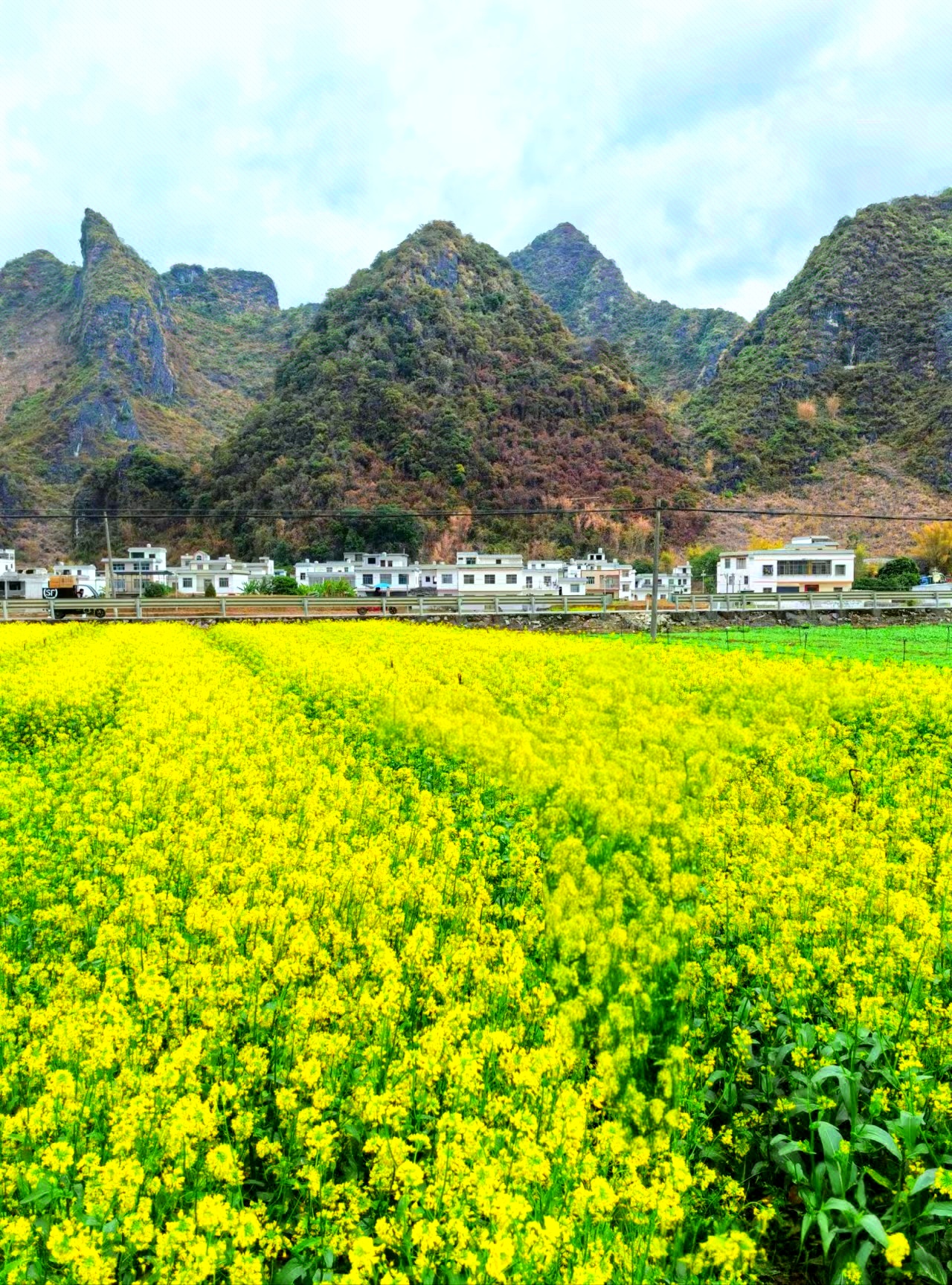 众悦-长清马山油菜花05