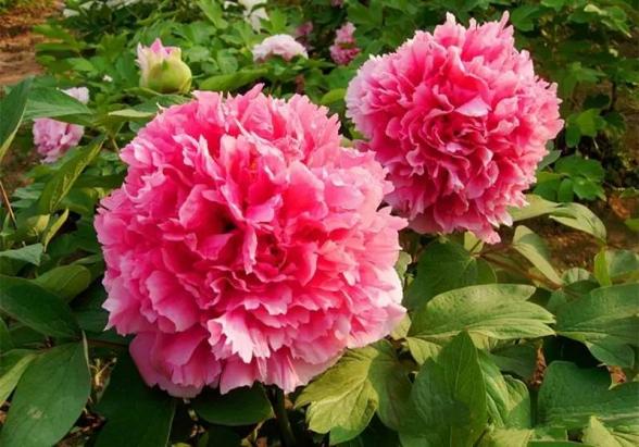 众悦-菏泽曹州牡丹园13