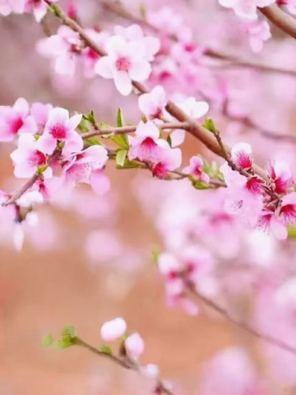 众悦-肥城桃花02